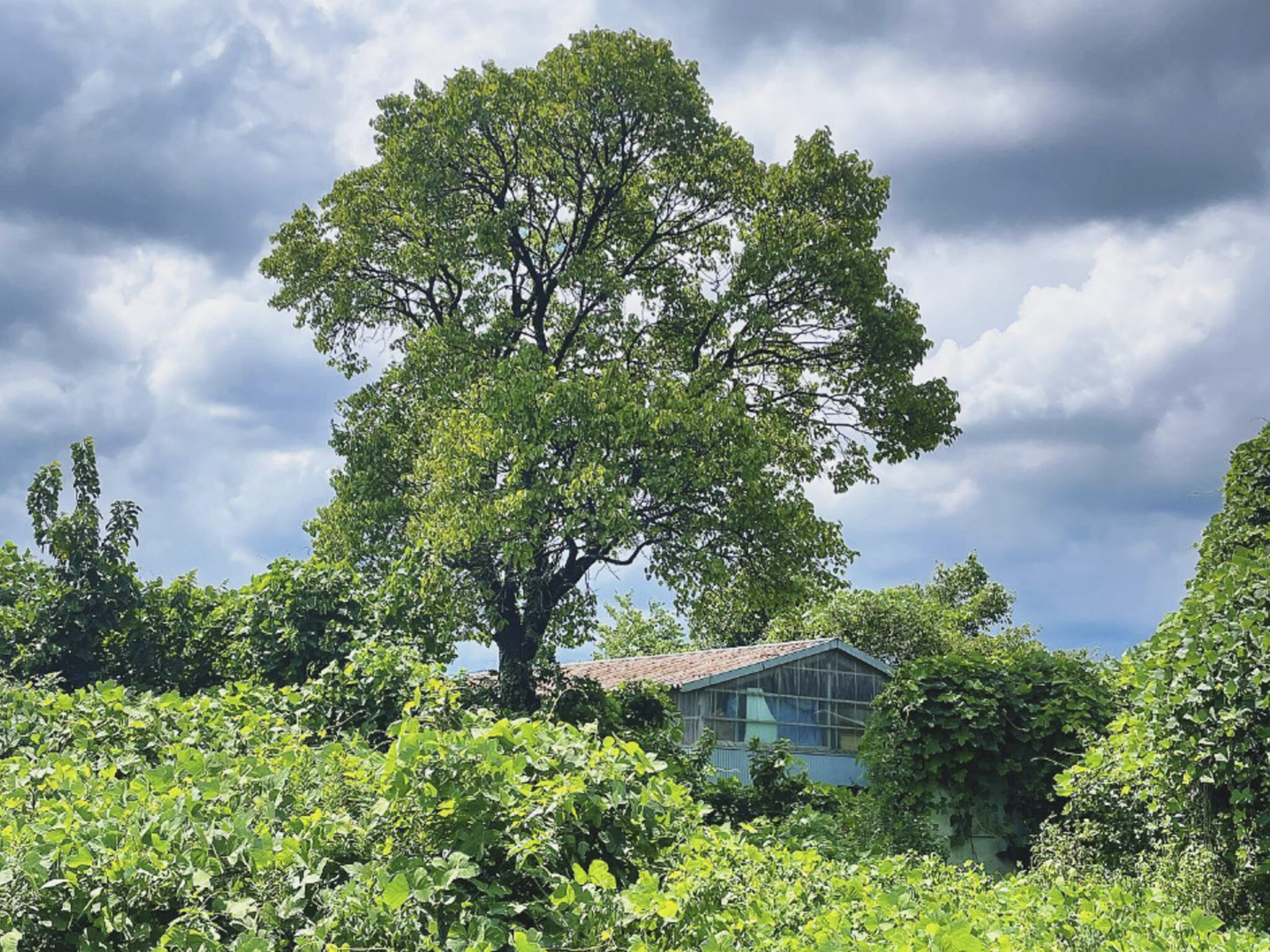 【吉岡町】人気パスタショップが手がける、お洒落でグルメなシークレット・ベース。 motto+|群馬情報の発信誌mottoのウェブマガジン